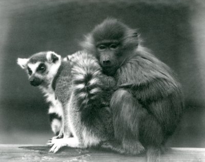 En ung bavian hygger sig med en ringhalet lemur på en bjælke, London Zoo, 1925 af Frederick William Bond