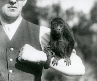 En ung Black Howler Monkey sidder på en mands arm med dens gribende hale viklet om sit håndled, London Zoo, 1923 (bw foto) af Frederick William Bond