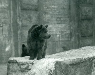 En ung brun bjørn i London Zoo, juni 1914 af Frederick William Bond