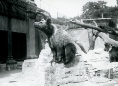 En ung brunbjørn sidder på en sten i forgrunden, mens en anden går bagved, og en tredje sover på en gren, London Zoo, august 1913 af Frederick William Bond
