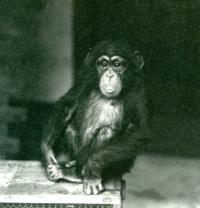 En ung chimpanse sidder på en trækasse i London Zoo i 1924 af Frederick William Bond