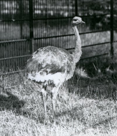 En ung Darwins/Lesser Rhea stående på græs, ved siden af hegnet til dens indhegning, London Zoo af Frederick William Bond