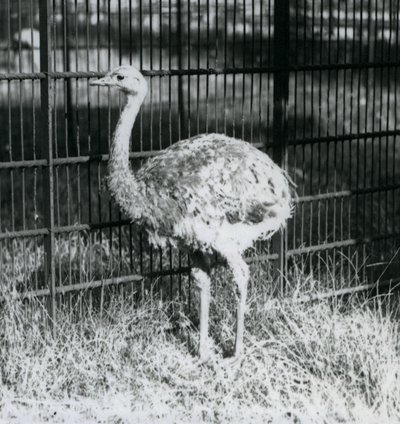 En ung Darwins/Lesser Rhea stående på græs, ved siden af hegnet til dens indhegning, London Zoo af Frederick William Bond