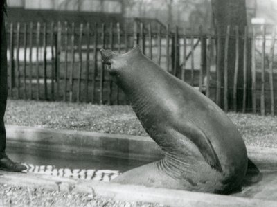 En ung søelefant når bagud, London Zoo af Frederick William Bond