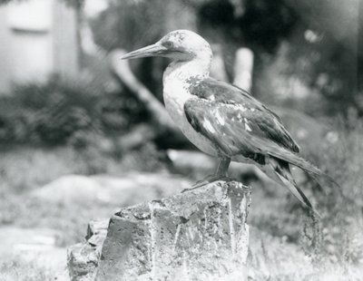 En ung sule stående på en træstub i London Zoo i 1929 (s/h foto) af Frederick William Bond