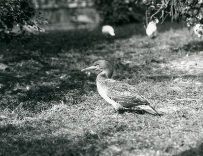 En ung sule stående på græs i London Zoo i september 1927 af Frederick William Bond