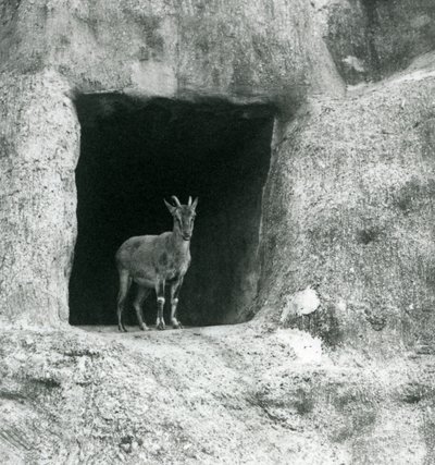 En ung græsk stenbuk stående i indgangen til hulen i de kunstige klipper på Mappin Terraces, London Zoo, august 1927 af Frederick William Bond