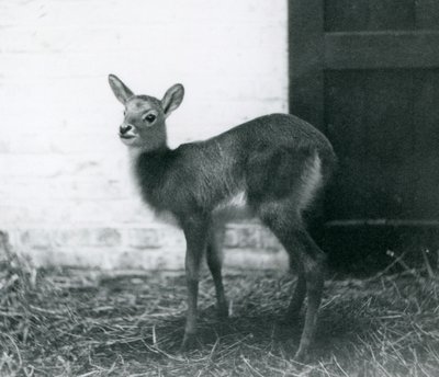 En ung Lechwe stående på hø, London Zoo, januar 1926 af Frederick William Bond