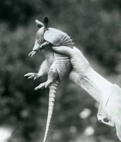 En ung ni-båndet bæltedyrNi-båndet langnæset bæltedyr holdt op i en målmands hånd, London Zoo, august 1926 af Frederick William Bond