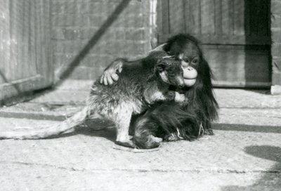 En ung orangutang krammer en trækænguru i London Zoo i 1927 (s/h-billede) af Frederick William Bond
