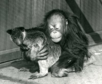 En ung orangutang krammer en trækænguru i London Zoo i 1927 af Frederick William Bond