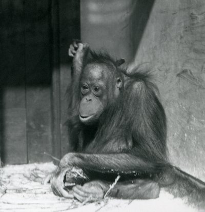 En ung orangutang sidder i sin indhegning i London Zoo, oktober 1925 af Frederick William Bond