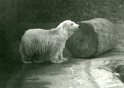 En ung isbjørn i London Zoo i november 1924 af Frederick William Bond