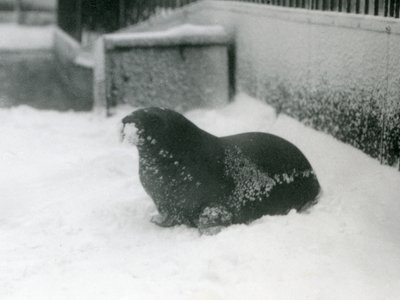 En ung hvalros i sneen, London Zoo, februar 1924 af Frederick William Bond