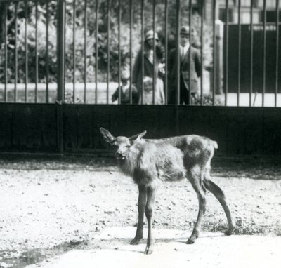 En ung Wapiti/Elg stående i sin fold med besøgende, der kigger på gennem barer, London Zoo, august 1927 (s/h-foto) af Frederick William Bond