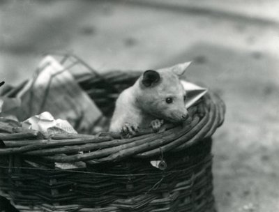 En ung albino Opossum kigger ud af en kurv i London Zoo, oktober 1920 af Frederick William Bond