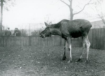 En ung tyr Elg/Elg, med sår fra nyligt udgydt gevir, stående på sin fold i London Zoo (s/h-billede) af Frederick William Bond
