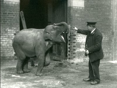 En ung kvindelig indisk elefant med Keeper H. Robertson, London Zoo, 22. februar 1922 af Frederick William Bond