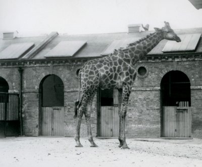 En ung mandlig giraf, der står i sin fold foran Giraffe House, London Zoo af Frederick William Bond
