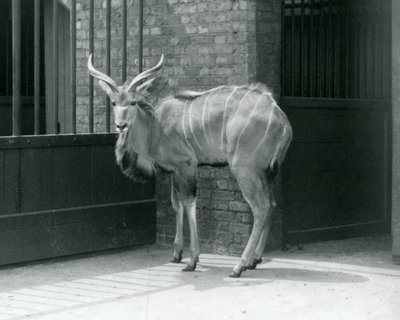 En ung mandlig Greater Kudu stående i sit indhegning i London Zoo i 1929 (s/h foto) af Frederick William Bond