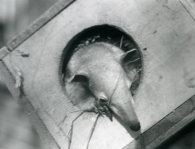 En ung tamandua kigger ud af sin redekasse, London Zoo, april 1925 af Frederick William Bond