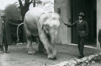AlbinoWhite Burmese Elephant Pawah med ledsagere, herunder Dr. Saw Po Min, London Zoo, maj 1926 af Frederick William Bond