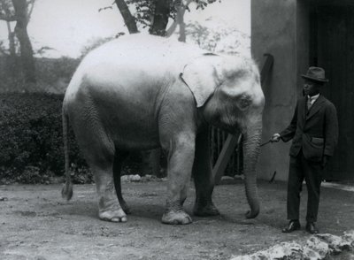 AlbinoWhite Elephant Pawah med Dr. Saw Po Min, London Zoo, maj 1926 af Frederick William Bond
