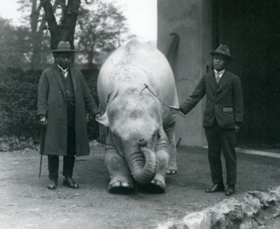 AlbinoWhite Elephant Pawah med Dr. Saw Po Min og Søn, London Zoo, maj 1926 af Frederick William Bond