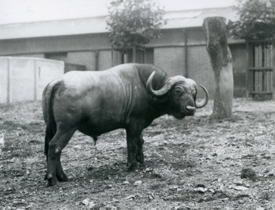En afrikansk bøffel, eller Cape Buffalo, stående i sin fold i London Zoo, 1927 af Frederick William Bond