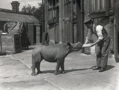 Et afrikansk næsehorn, Kathlene, og målmanden Harry Warryck i ZSL London Zoo, september 1928 af Frederick William Bond