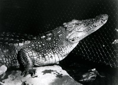 En amerikansk alligator i London Zoo i september 1924 af Frederick William Bond