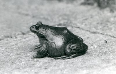 En amerikansk bullfrog, London Zoo, 1925 af Frederick William Bond