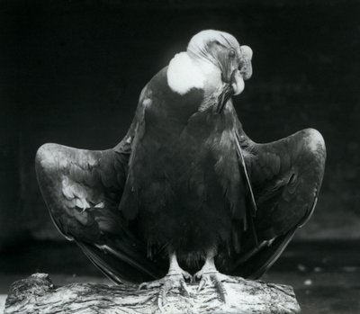 En Andeskondor hviler på en bjælke, London Zoo, 1925 af Frederick William Bond