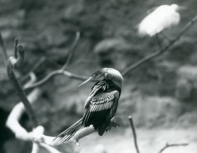 En AnhingaAmerican DarterSlangefuglVandkalkun sidder på en gren i London Zoo i september 1927 af Frederick William Bond