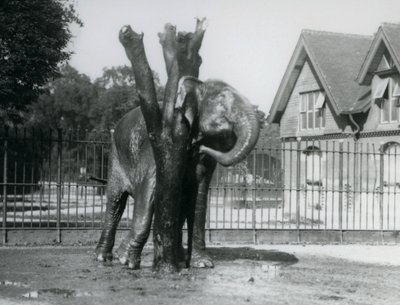 En asiatisk elefant, der kradser bag øret på kradsestolpen, i dens indhegning, London Zoo af Frederick William Bond
