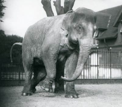 En asiatisk elefant, der klør sig mod et dødt træ, London Zoo af Frederick William Bond