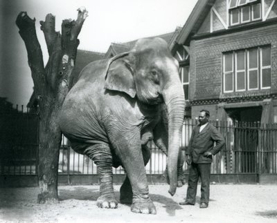 En asiatisk elefant, der klør sig mod et dødt træ, mens den balancerer på tre ben, med sin træner, Syed Ali, kigger på, London Zoo af Frederick William Bond