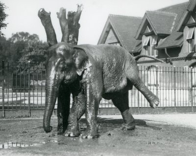 En asiatisk elefant, der klør sig mod et dødt træ, mens han balancerer på tre ben, London Zoo af Frederick William Bond