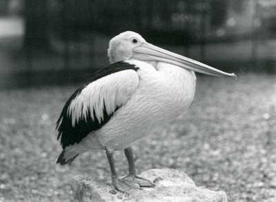 En australsk pelikan stående på en sten i London Zoo i 1929 (s/h foto) af Frederick William Bond