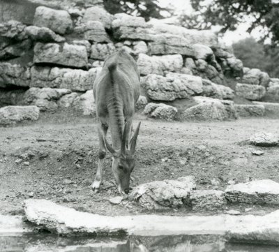 En Eland græsser i antilopekassen i London Zoo i 1929 (s/h foto) af Frederick William Bond