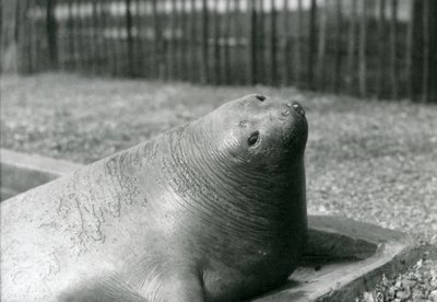 En elefantsæl hviler i sin pool i London Zoo i 1930 (s/h-billede) af Frederick William Bond