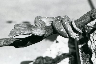 En smaragdtræ-boa med sin krop snoet langs en gren, London Zoo, oktober 1928 (s/h-foto) af Frederick William Bond