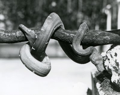 En smaragdtræ-boa med sin krop snoet langs en vandret gren og kigger ned mod jorden, London Zoo, oktober 1928 (s/h-foto) af Frederick William Bond