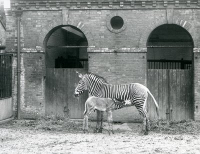 En truet Grevys Imperial Zebra, der står og fodrer sit føl på deres fold i London Zoo i 1927 af Frederick William Bond