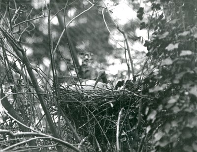 En Ibis sidder på sin rede i London Zoo i 1924 af Frederick William Bond