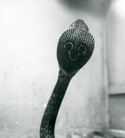 En indisk-spekttakulær asiatisk-binocellat kobra med løftet hoved og udspilet hætte, London Zoo, oktober 1925 af Frederick William Bond