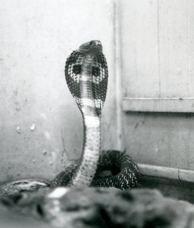 En indisk brilleformet AsianBinocellate Cobra med hævet hoved og udstrakt hætte, London Zoo, oktober 1925 af Frederick William Bond