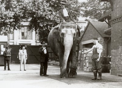 En indisk elefant bliver vejet af brugere i London Zoo, august 1935 af Frederick William Bond