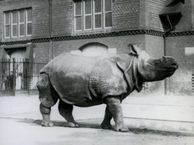 Et indisk næsehorn i London Zoo, 1927 af Frederick William Bond