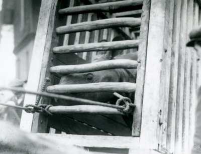 Et indisk næsehorn kigger ud af sin trætransportkasse ved ankomsten til London Zoo i 1924 af Frederick William Bond